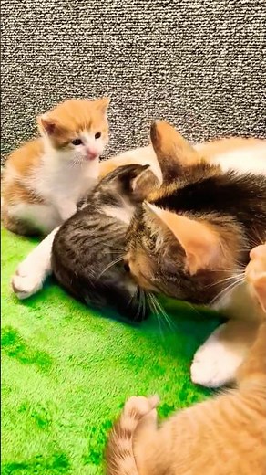 Little kitties #cats #kittens