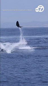 'Spectacular' video of dolphins leaping off CA coast