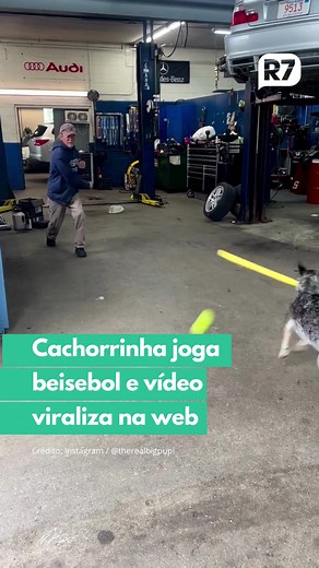 Pepper consegue rebatar as bolinhas segurando um taco na boca e atrai seguidores nas redes sociais