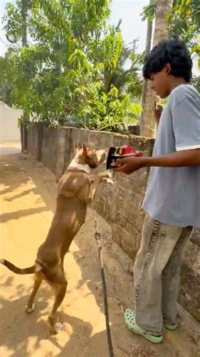 Noraയെ ആദ്യമായി training ചെയ്തപ്പോൾ 🤯😱#shorts #fypシ #dog