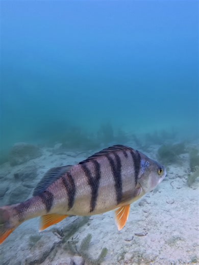 Podwodny Świat. #podwodnyświat #scubadiving #fishing #fish #underwater