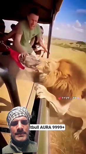 Pitbull Dog vs Lion Raja|11M ViralKing of Jungle FightShorts#PitbullVsLion #Lion Raja Views11 Nov