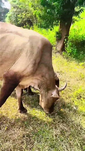 To chalu😔Bardar#Hindi Song❤️Fouji# Life style Video