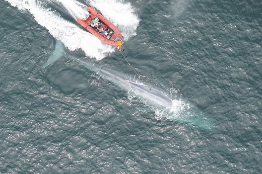 First-ever recording of a blue whale’s heart rate