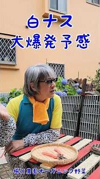 白ナス今年はブラボー予感#白ナス一番果#白ナス収穫方法#白ナス大人気#家庭菜園 #櫛引農園 #津軽弁 #オーガニック野菜 #自給率アップ