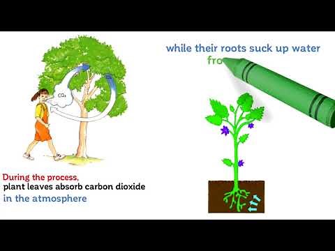 What is photosynthesis ? Video for 2nd, 3rd, 4th, 5th Grade kids