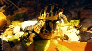 Terrestrial turtles eating their lunch, video 4k, 60 fps