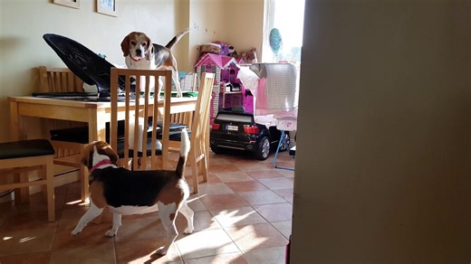 Beagle remembers babysitting skills like a pro
