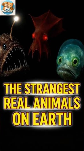 Would you dare to meet one of these REAL deep-sea creatures? 👀🌊 #RealCreatures #OceanMysteries