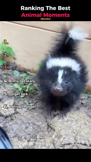 Ranking The Best Animal Moments (Skunks)