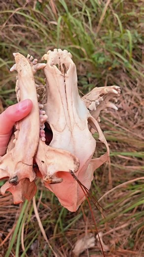 🌿 Someone's pups from hunting just thrown away and forgotten after a hunting accident. these two will be persevered & made into art. note im NOT AGAINST people who hunt with dogs, I just think it's sad they just throw them away in the woods instead of giving them the proper burial or even get them taxidermy, like example most hunters hog hunt with dogs if the dog dies while doing his duty i think both should be mounted into a taxidermy piece and preserved, just my opinion. or if a dog dies in g