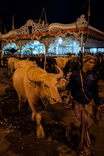 Banyak yang mengira Kebo Bule Kyai Slamet hanyalah seekor kerbau biasa. Namun di balik langkahnya pada malam 1 Suro, tersimpan kisah sejarah panjang yang berkaitan dengan lahirnya Surakarta dan tradisi keraton yang masih bertahan hingga sekarang. Tradisi Kirab Kebo Bule di Keraton Kasunanan Surakarta Hadiningrat berakar dari masa pemerintahan Pakubuwana II. Kebo Bule yang dikirab saat ini dipercaya sebagai keturunan kerbau albino yang sejak lama dipelihara di lingkungan keraton dan berperan seba