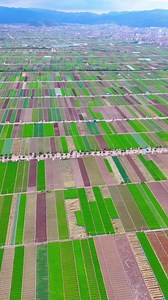Yunnan Tonghai, here is China's largest open-air vegetable base, exports at home and abroad, have you ever seen vegetables grow so beautiful?#scenery #travel #cure #tiktok #nature #explore #viral #live #shocking #beautiful #agriculture #vegetables #aerialphoto #china #hometown #mountain