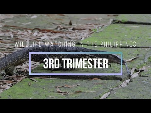 Wildlife Watching in the Philippines (-BER months)