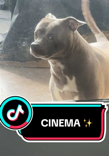 Goofy Dogs Jumping in Cinematic Moments