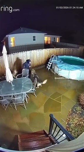 Dogs fight off home intruder caught on ring￼