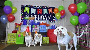 Beagle dog birthday surprise party epic puppy celebration