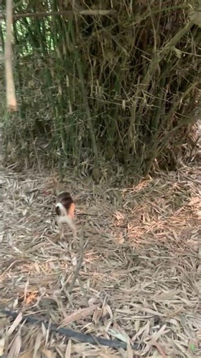 When domestic dogs go hunting, they're just as good as hunting dogs. #myhanhnek