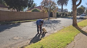 Boerboel 'Chloe' - Handover Training Session Well Done to K9 Chloe on successfully completing the K9 Obedience and Attack Training Programme !! Chloe did very well during her Handover Training Session and returned home as a calm, protective and well behaved family companion. Well Done Girl !! * Call / Whatsapp 0825751009 for more information or to book a space for your dog in our next available intake. | Comprehensive K9 Solutions | Facebook