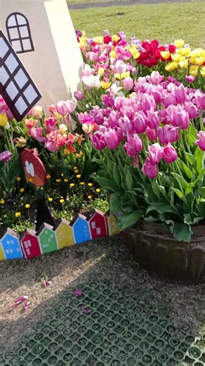 国営丘陵公園モラフィネ、チューリップ