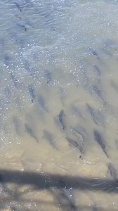 Chinook Salmon in a tributary of Lake Ontario | Si Flies