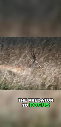 Wildlife Survival Skills: How Predators Use Warning Signals and Instincts