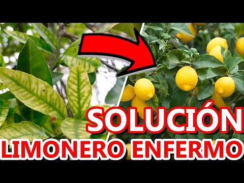 Cómo RECUPERAR LIMONERO Con Hojas Dañadas, Amarillas u Enroscadas 🍋 | Enfermedad CÍTRICOS