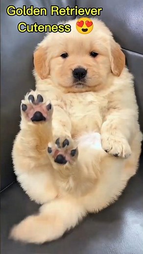 Cutest Golden Retriever Puppies Ever 🥹🐾 #goldenretreiver #cutepuppy #innocent #cutedog #shorts