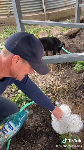 Effective Methods for Removing Rats from Burrows