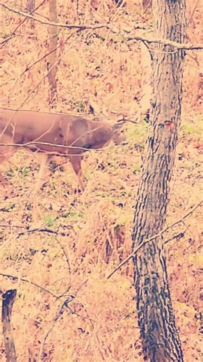 Whitetail Livn #shedhunting #bigbucks #hunting #hunters #deerhunting #huntinglease | Angel Gutmann