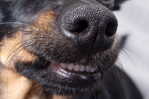 Why is my dog’s nose warm? When it’s OK and when to see the vet