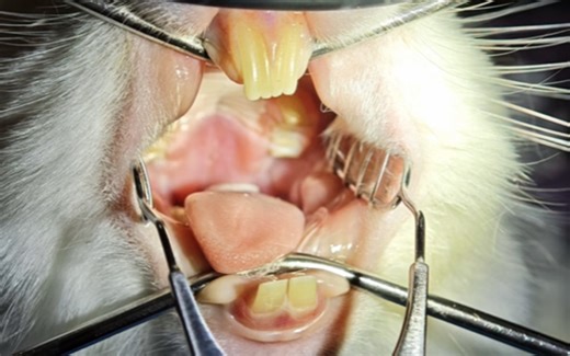 兔兔口腔检查 | 臼齿