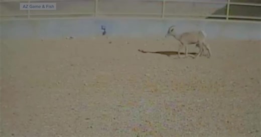 New wildlife overpass aims to reduce deadly crashes on I-17 near Flagstaff