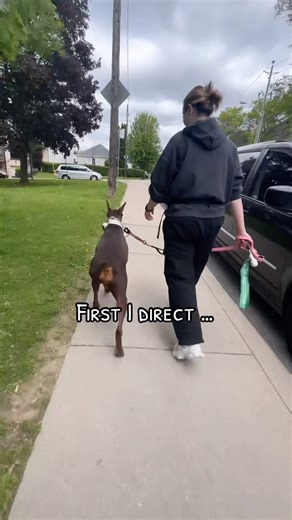 Working through real life scenarios/working around triggers . . #dogbodylanguage #aggressivedog #dogs #puppy #dogsoftoronto #dogtraining #dogtrainer #dogtrainersofinstagram #runyourdognotyourmouth #dogsofinstagram #germanshepherd #obedience #doglover #dogsinthe6ix #ecollartraining #reactivedog #reactivedogsofinstagram #torontodogs #rescuedog #rescuedogs #toronto #balanceddogtraining #puppy #torontobarks #balanceddogtraining #balancedtrainer #dog #virtualdogtraining #torontolife | The Tired Pooch