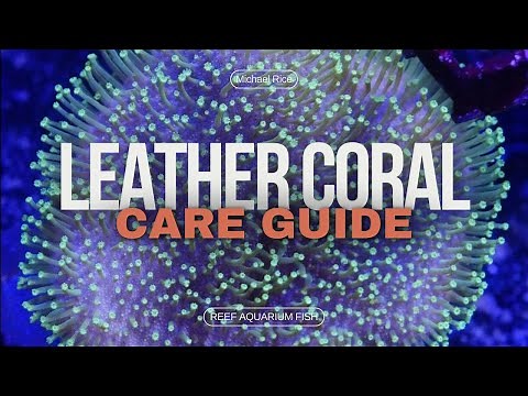 Leather Coral in Your Reef Aquarium: Tips and Tricks