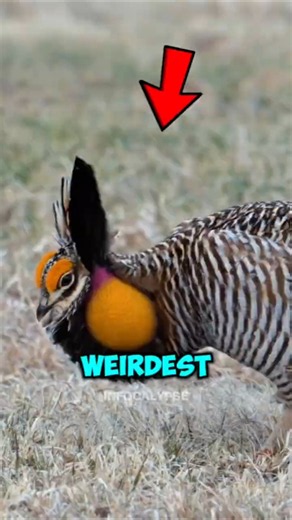 Top 5 Weirdest Bird Names You Won’t Believe Are Real 😳🐦 #shorts #animals #facts