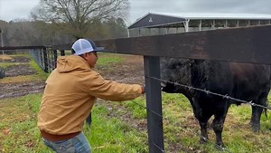 95K views · 5.6K reactions | Building A Horse Stable for our Equine Rescues | Ima Survivor Donkey and Farm Animal Sanctuary | Facebook