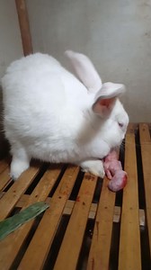 Ketiwasan.!! #animal #amazing | Rieyancool Rabbit