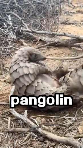 The Living Dragon: Giant Pangolin #animals #shorts