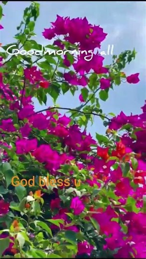 goodmorning all,#goodmorning #new day
