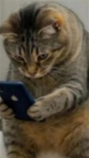 Adorable CATS Doing Funny Things! shorts video #shorts #cat #funny