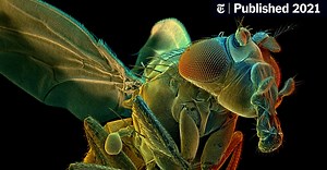 Why Scientists Have Spent Years Mapping This Creature’s Brain