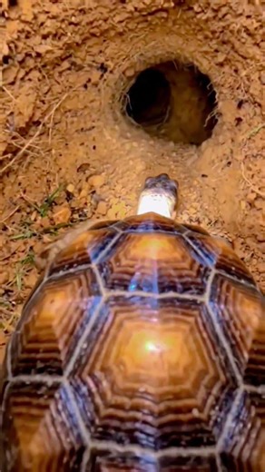 Small Camera, Big Adventure: Tortoise Edition 🎥🐢