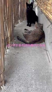 猫3兄弟とコマと琥珀と野良ちゃん3匹 よしずは最高🤩🤩🤩