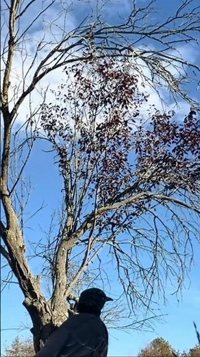 Curious Robin Singing in the Morning | Relaxing Nature Sounds & Birdsong Ambience #shorts