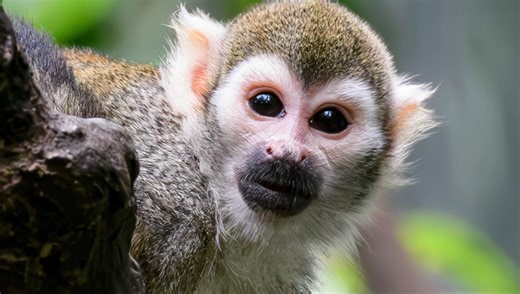 How to Use Content Credentials in Lightroom Classic