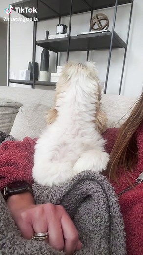 Shih Tzu Singing Compilation - Voice of an Angel! 🐶