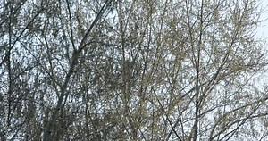 tree branches sway in the wind