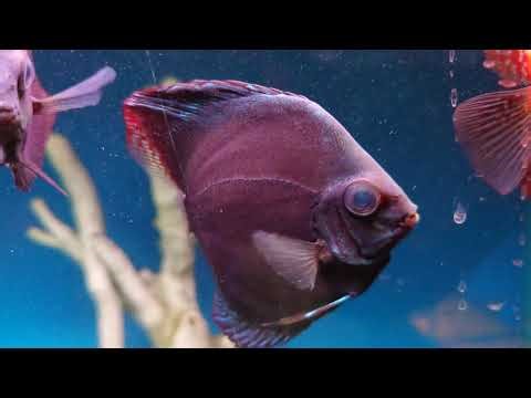 APPRECIATING DISCUS FISH OF ALL COLOURS🐟🐟🐟!!! #discus #discusfish #fish