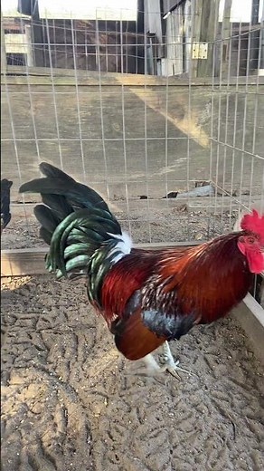 Good looking pair of Craigslist hatch